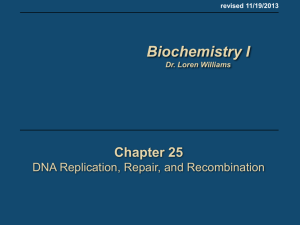 25 DNA Replication - School of Chemistry and Biochemistry