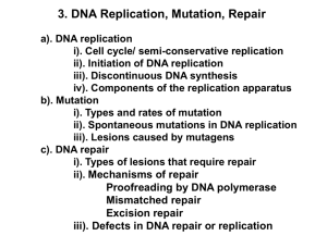 DNA replication,mutation,repair