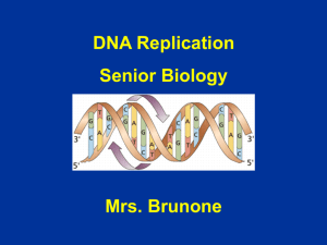DNA Replication Senior Biology Mrs. Brunone