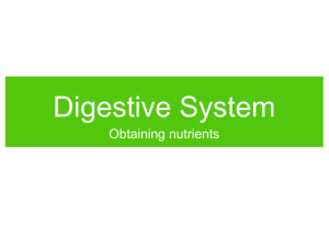 Digestive System