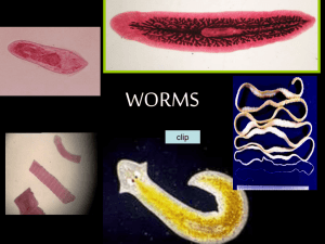 Guinea worms