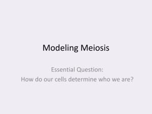 Modeling Meiosis Modeling Meiosis_2