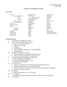 Anatomy/Physiology Study Guide Chapter 16: The Digestive System