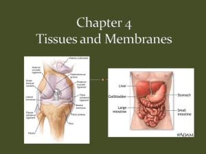 Tissues/Membranes PowerPoint