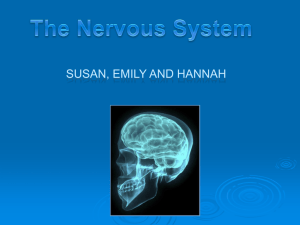 nervous system Emily