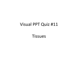 Visual PPT Quiz #11