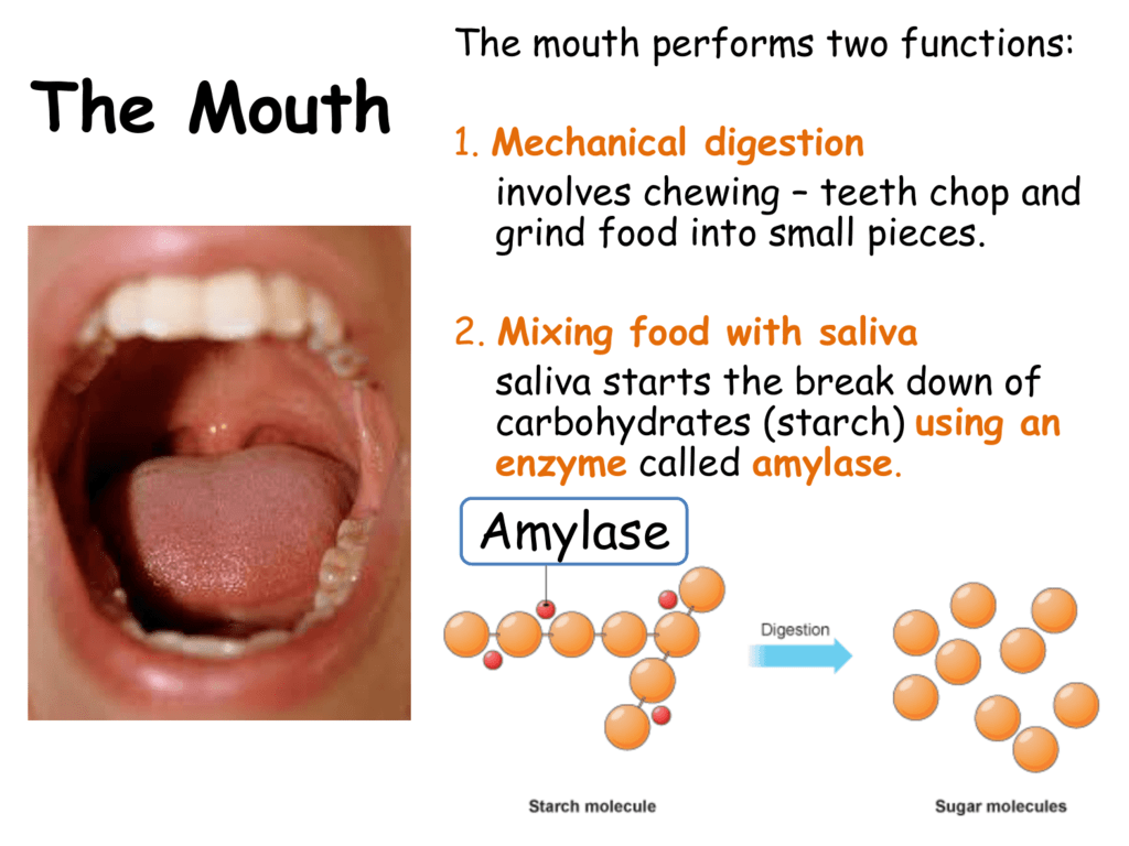 Enzyme Salivary Amylase Mouth at Peter Wiggins blog