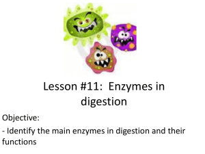Lesson #11: Enzymes in digestion