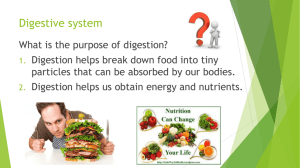 Powerpoint on Digestion