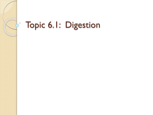 Topic 6.1: Digestion