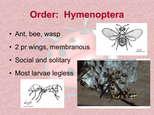 Order: Hymenoptera - Oakland University