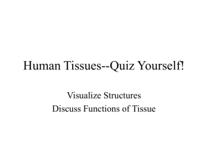 Human Tissues--Quiz Yourself!
