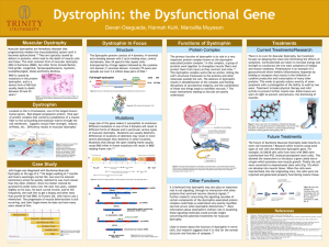 Dystrophin: the Dysfunctional Gene