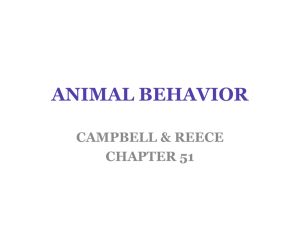 animal behavior - Anderson School District One