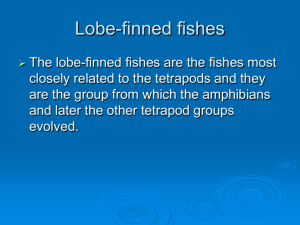 Topic 8 Lobe-finned fishes