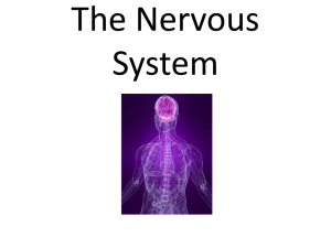 The Nervous System - Doral Academy Preparatory