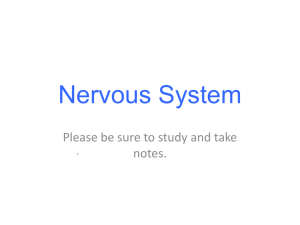 Nervous System PP