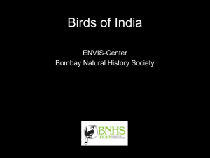 Birds of India