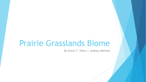Prairie Grasslands Biome