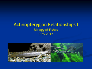 Actinopterygian Relationships I