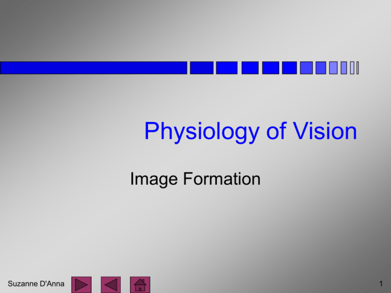 73 Physiology of Vision