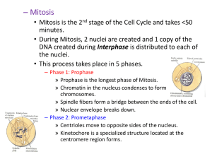 Cell Division: The Cell Cycle