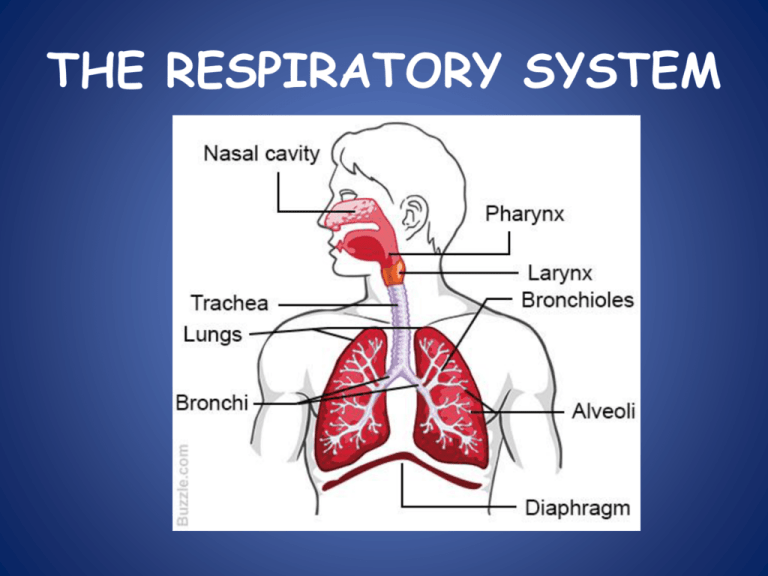 The Respiratory System