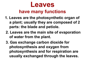 Leaves have many functions