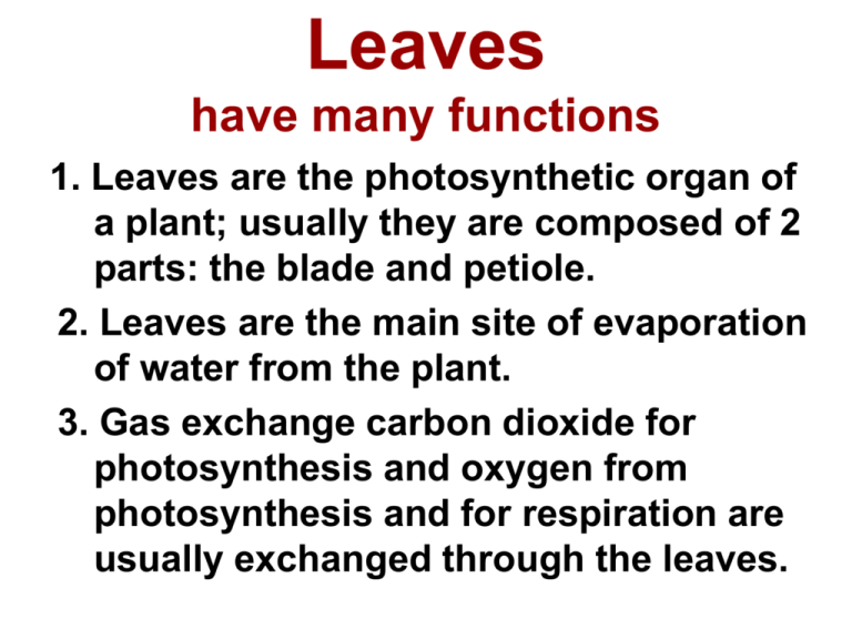 What Are The 2 Functions Of Leaves