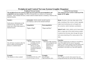 Peripheral and Central Nervous System Graphic Organizer