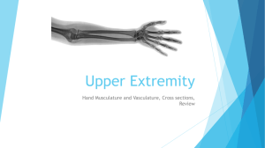 Upper Extremity - 34-601ClinicalAnatomy-FA14