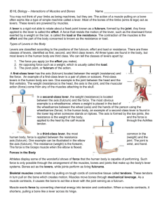 IB HL Biology – Interactions of Muscles and Bones Name You may