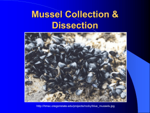 Mussel Collection & Dissection