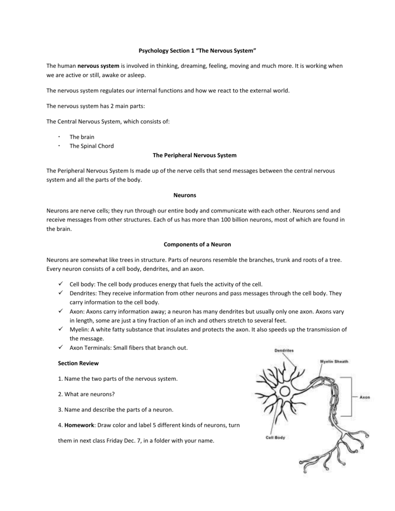 Psychology Section 20 “The Nervous System” The human nervous Within Nervous System Worksheet High School