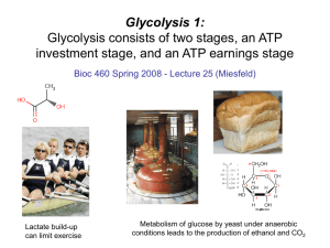 Lecture 25 - Glycolysis 1
