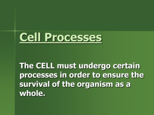 Cell Processes - Family Bridges