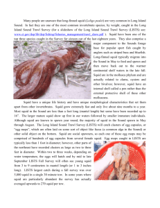 Article on squids in LIS - Long Island Sound Study