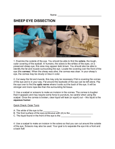 sheep eye dissection - Mrs. Angela Bassham
