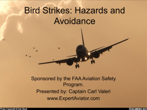Link to "Bird Strikes : Hazards and Avoidance"
