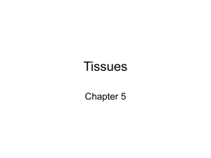 Tissues - Educypedia