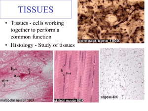 tissues epithelial