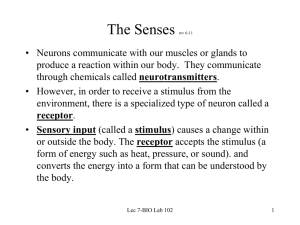 Lab 7: The Senses