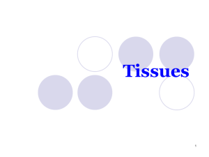 Tissues - IWS2.collin.edu