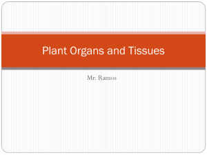 Plant Organs and Tissues