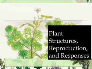 Plant Structure - Willimon-PHS