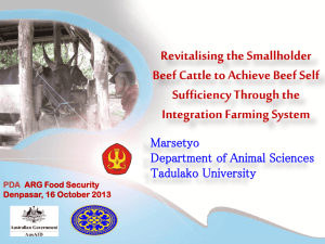 Revitalising the Smallholder Beef cattle to achieve beef