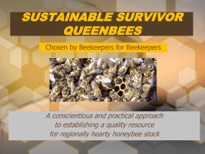 sustainable survivor queenbees - Sustainable Agriculture Research
