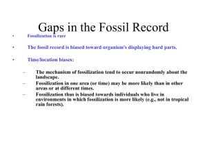 Gaps in the Fossil Record