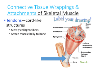 Connective Tissue Wrappings & Attachments of Skeletal Muscle