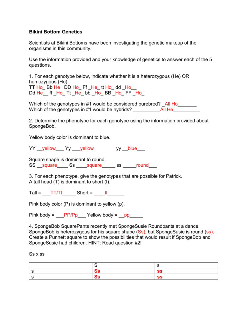 Spongebob Genetics Answer Key. 